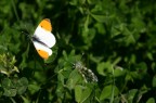 Farfalla