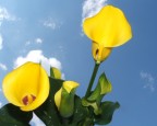 calla