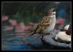 passero