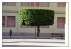 Porta rifiuti, albero e panchina, I VICINI DI CASA