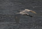 bubulcus