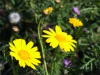 Bentornata Primavera