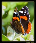 farfalla #1
