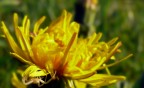 All'ombra dell'ultimo sole