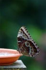 Butterfly ...