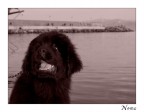 Nemo, cucciolotto di Terranova.