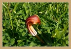Germoglio