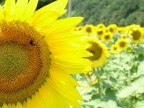 il girasole 1