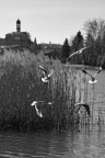 sequenza di volo