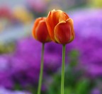 tulip2