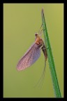 Effimera
