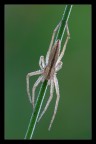 Spider and light.