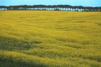 Colline gialle, tre giorni dopo