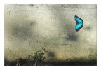 Al muro