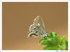 Piccola farfalla