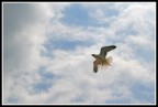 In volo...
