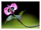 Fiore