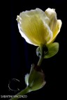 fiore 2