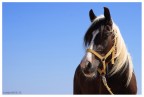 Cavallo narcisista