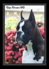 Ritratto della testa del mio boxer!