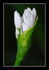 fiori....