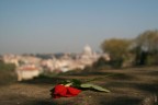Una rosa abbandonata al Gianicolo.