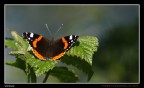 altra Vanessa....