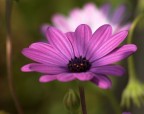 fiore