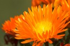 fiore arancione