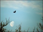 C_R_mOon_W