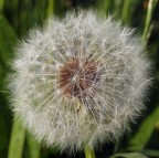 macrofotografia di un soffione particolarmente integro