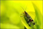 Shock giallo