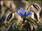 Un fiore blu...x Amedeo dtl