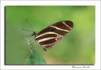 Farfallina