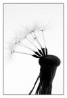 Progetto soffione: n4