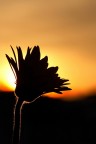 fiore controluce