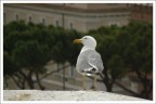 Prima foto ad un volatile,forse un po disorientato :)