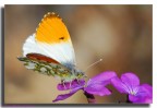 farfalla 2
