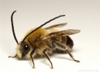 Eucera sp.