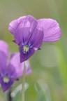 Violetta parco Amiata