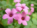 fiori rosa...