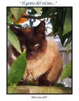 Siamese 2