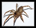 aracnide 02