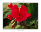 Geranio rosso