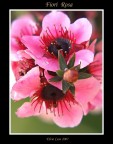 Fiori rosa