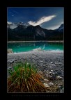 Wild Spring