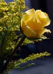 una rosa tea