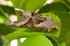 Falena