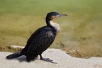 Cormorano ...