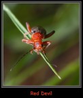 Red Devil